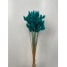 Dried Lagurus - Turquoise 