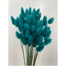 Dried Lagurus - Turquoise 