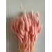 Preserved Lagurus - Pink