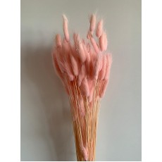 Preserved Lagurus - Pink