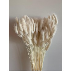 Preserved Lagurus - Bleached 