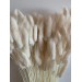 Preserved Lagurus - Bleached 