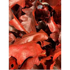 Red Oak Leaf 