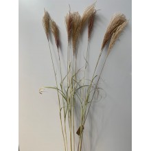 Eulalia Natural (Miscanthus )