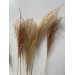 Eulalia Natural (Miscanthus )