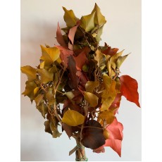 Chestnut Mix Preserved 