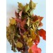 Chestnut Mix Preserved 