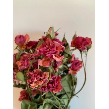 Dried Spray Roses - BiColour 