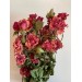 Dried Spray Roses - BiColour 