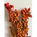 Preserved Fall Color Leaves - Painted 
