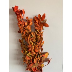 Preserved Fall Color Leaves - Painted 