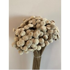 Preserved Botton Botao Natural 