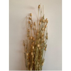 Preserved Centaurea - Natural