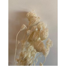 PRESERVED FENNEL - BLEACHED PRESERVED FENNEL - BLEACHED