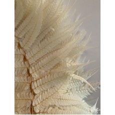 Preserved Fern - Bleached 
