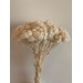 Preserved Helicrysum Italicum - Bleached 