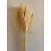 Preserved Sorgo - Bleached Preserved Sorgo - Bleached