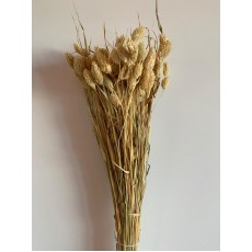 PRESERVED PHALARIS - NATURAL