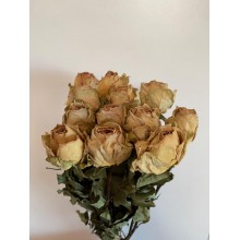 Dried Roses - Antique Yellow - 