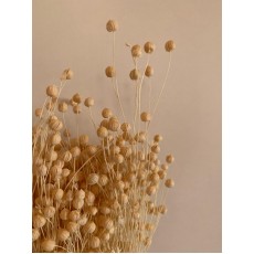 Preserved Lino - Bleached 