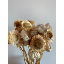 Dried Strawflower