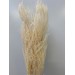 Helecho Fern - Bleached 