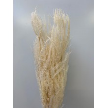 Helecho Fern - Bleached 