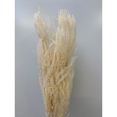 Helecho Fern - Bleached 