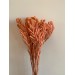 Dried Brunia - Coral 