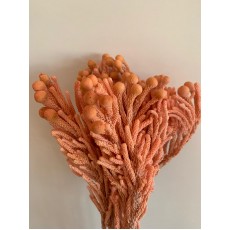 Dried Brunia - Coral 