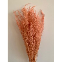 Dried Stoebe - Coral 