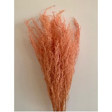 Dried Stoebe - Coral 