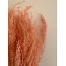 Dried Stoebe - Coral 