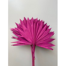 Dried Spear Palm Pink