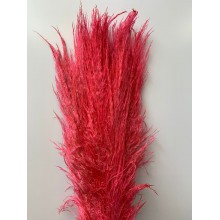 Preserved Pampas - Shocking Pink