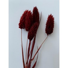 Preserved Phalaris - Current Red 