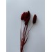 Preserved Phalaris - Current Red 