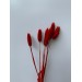 PRESERVED PHALARIS - DEEP RED