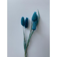 PRESERVED PHALARIS - MAYA BLUE