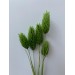 Preserved Phalaris - Moss Green