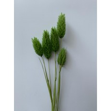 Preserved Phalaris - Moss Green