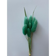 PRESERVED PHALARIS - SKYE BLUE PRESERVED PHALARIS - SKYE BLUE