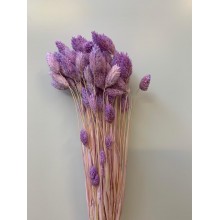 Preserved Phalaris - Lavender 