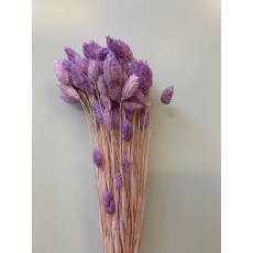 Preserved Phalaris - Lavender Preserved Phalaris - Lavender