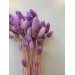 Preserved Phalaris - Lavender Preserved Phalaris - Lavender