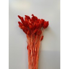 PRESERVED PHALARIS - ORANGE