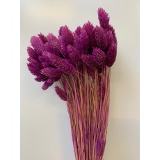 PRESERVED PHALARIS - PURPLE