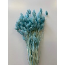 PRESERVED PHALARIS - BLUE