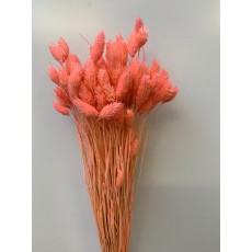 PRESERVED PHALARIS - PINK