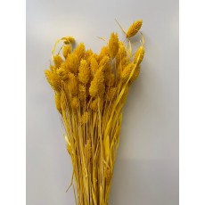 Preserved Phalaris - Mustard